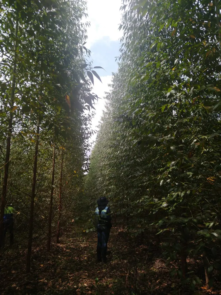 Ya se encuentra disponible en colombia madera amigable con el medio ambiente Madera amigable con el medio ambiente de duratex