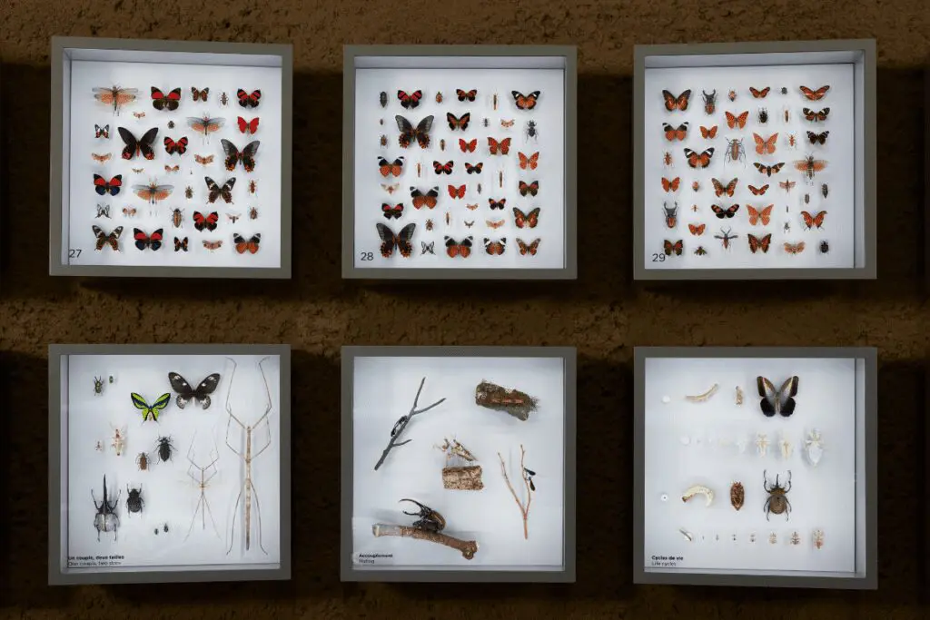 Insectarium de montreal, una mezcla entre la arquitectura y el mundo natural