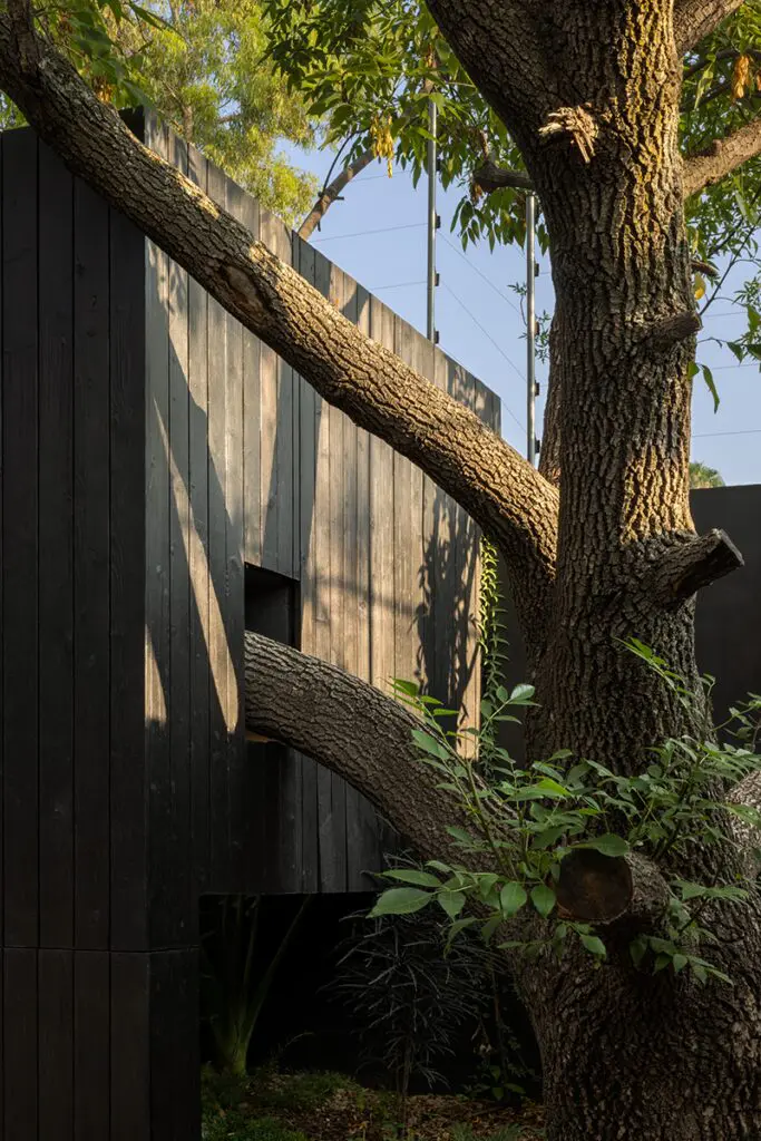En esta casa en méxico se disfruta del silencio de vivir entre árboles