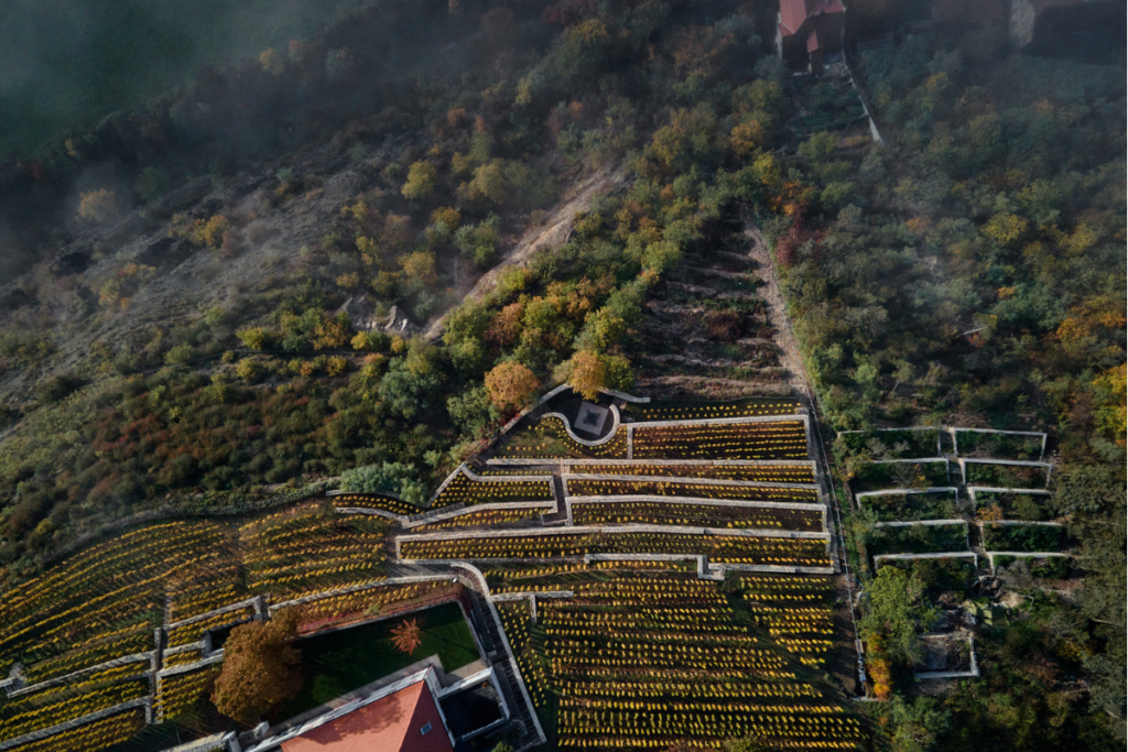 Estos jardines de viñedos son un espectáculo visual al estilo fibonacci Estos jardines de viñedos son un espectáculo visual al estilo fibonacci
