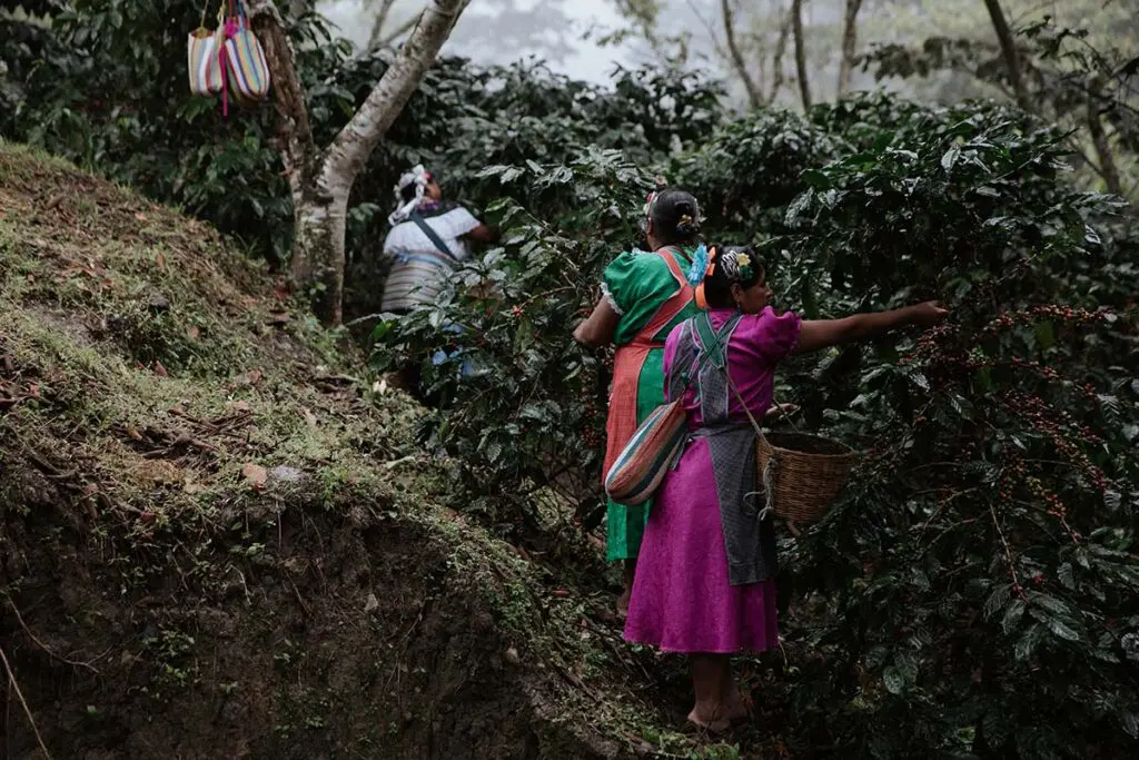 Un café en méxico con un diseño multisensorial que transporta a su cultura y tradición