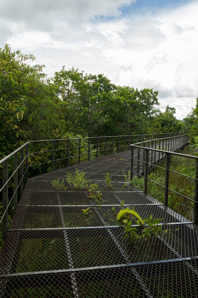 Chocó y arauca tienen senderos ecológicos que los alejan de la guerra