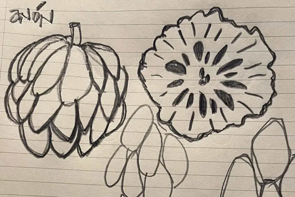 ‘pomología’, la nueva colección de arte utilitario de ochoinfinito