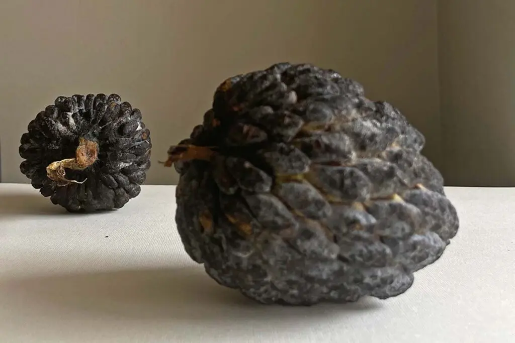 ‘pomología’, la nueva colección de arte utilitario de ochoinfinito