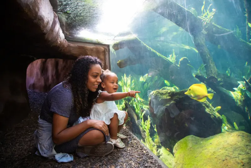 Press kit | 2757-27 - press release | a new zoo experience in silicon valley - caw architects - institutional architecture -  the design allows for memorable experiences for kids of all ages. - photo credit: artem nazarov photography