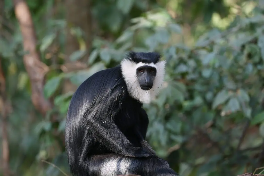 Cubrir las montañas con árboles: el propósito del biólogo reconocido por los premios rolex