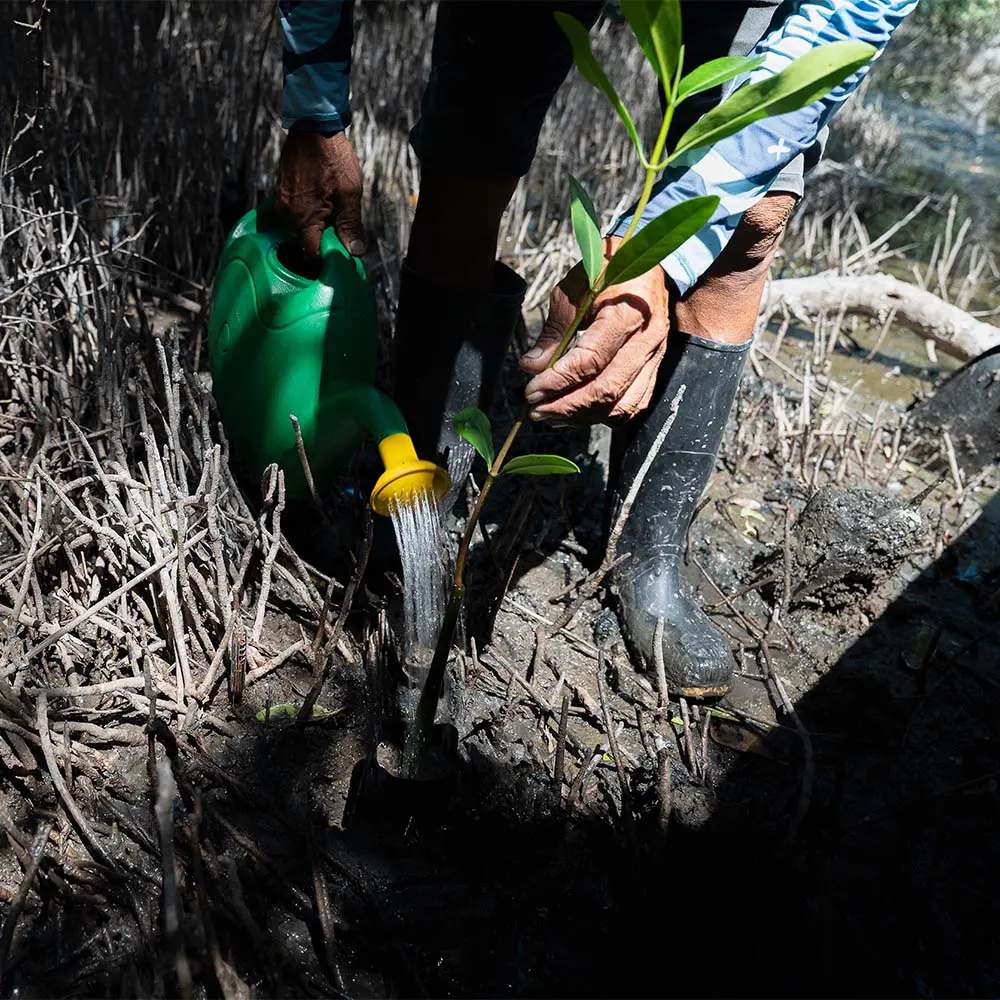Remar para limpiar, reciclar para vivir: el proyecto de turismo y diseño en la ciénaga grande