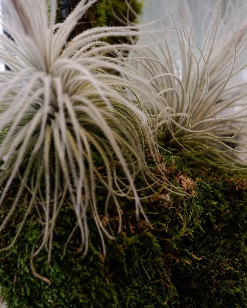 El diseño de una tienda en bogotá donde el bienestar se convierte en protagonista El diseño de una tienda en bogotá donde el bienestar se convierte en protagonista