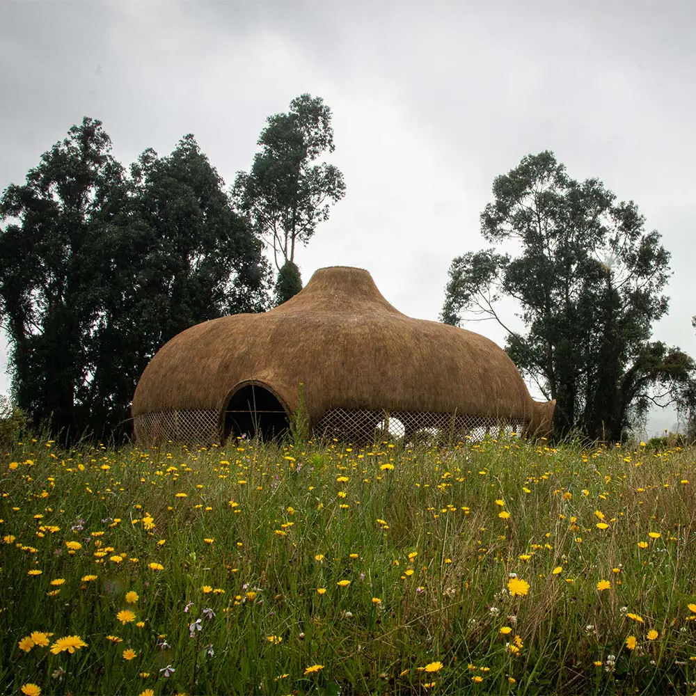 Arquitectura organizmo