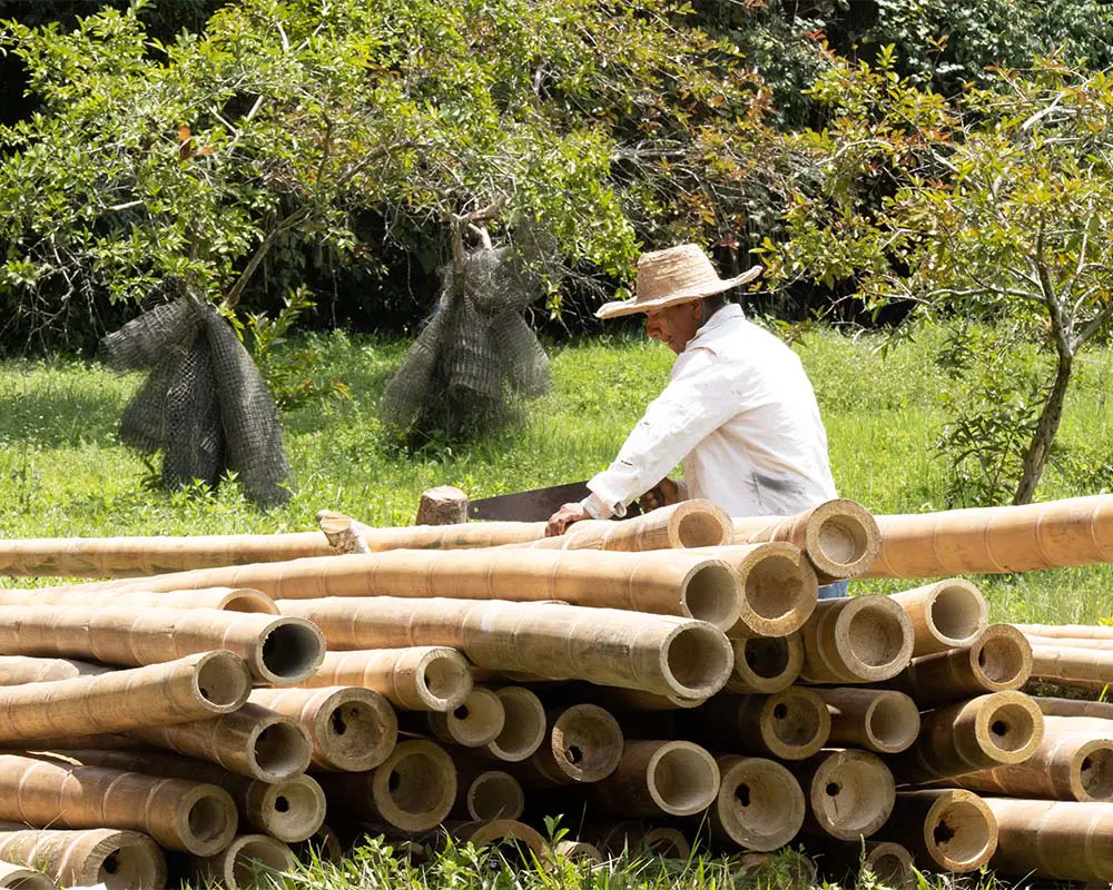 Transformar la guadua en arquitectura, conocimiento y futuro en el cauca