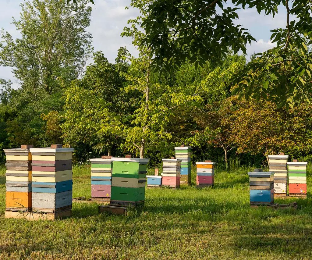 Un laboratorio para las abejas: así es el nuevo centro de investigación de la universidad de guelph, canadá Un laboratorio para las abejas: así es el nuevo centro de investigación de la universidad de guelph, canadá