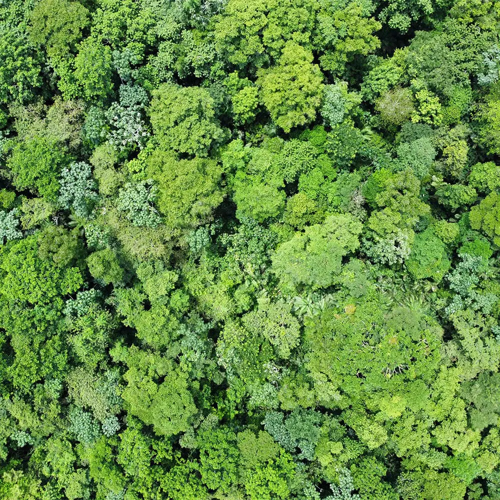 La historia de las comunidades afrodescendientes del chocó que transformaron el oficio de la madera La historia de las comunidades afrodescendientes del chocó que transformaron el oficio de la madera