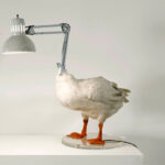 Ducky lamp, por el artista chileno Sebastian Errazuriz, invitado a ARTBO 2014.