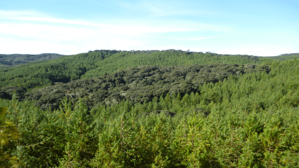 Madera amigable con el medio ambiente de duratex