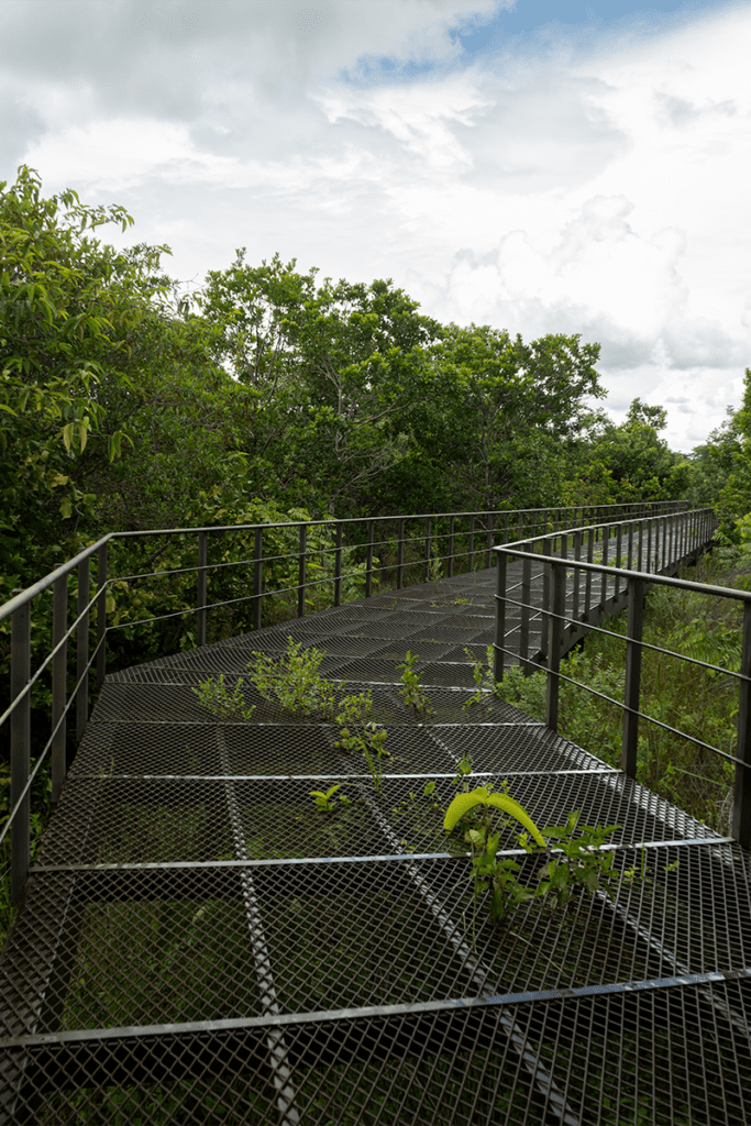 Chocó y arauca tienen senderos ecológicos que los alejan de la guerra