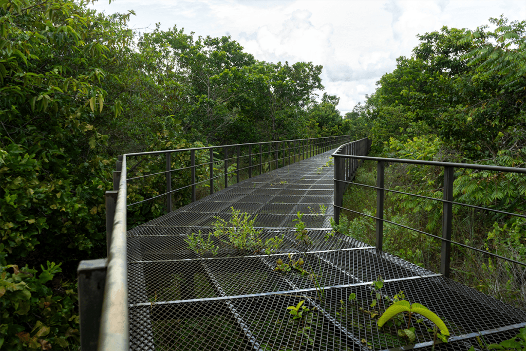 Chocó y arauca tienen senderos ecológicos que los alejan de la guerra