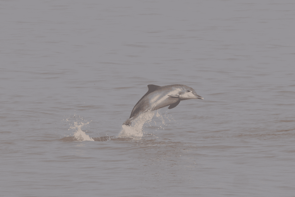 Un experto en delfines de río es el nuevo explorador rolex national geographic 2024