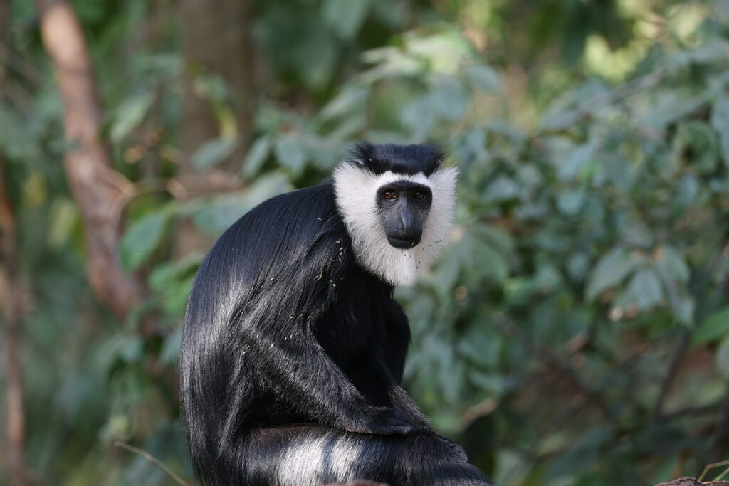 Cubrir las montañas con árboles: el propósito del biólogo reconocido por los premios rolex